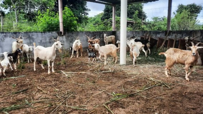 Las misteriosas cabras que vivieron tres siglos sin agua dulce en una isla de Brasil