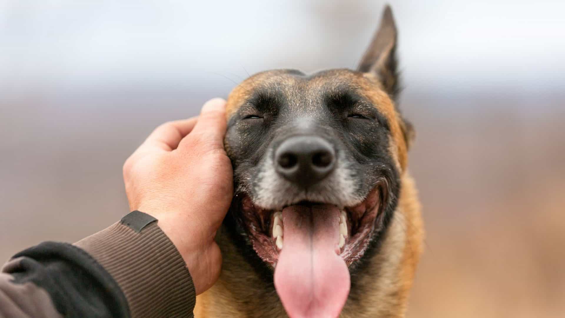 Empresa chinesa quer usar IA para traduzir o que os animais “falam”