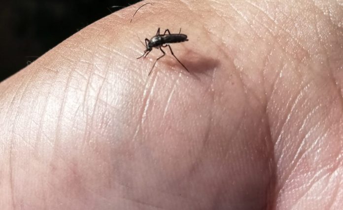 Dengue: la franja más afectada es la de entre 5 a 14 años