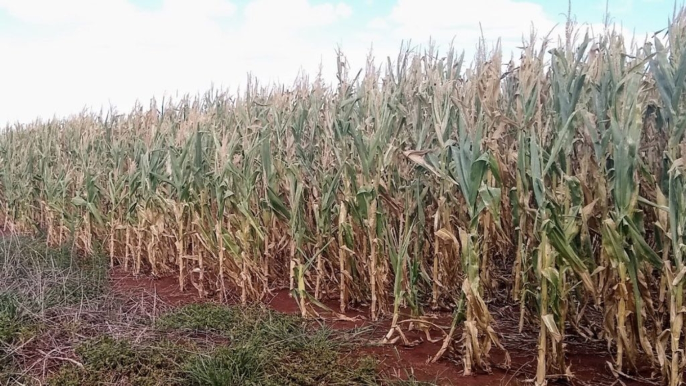 VAI PIORAR | Cenário muito ruim de chuva para a agricultura no Sul do Brasil. Estiagem avança e perdas vão aumentar principalmente no milho.