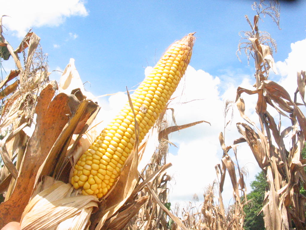 Buenas campañas agrícolas consolidan una mejorada expectativa económica para el país
