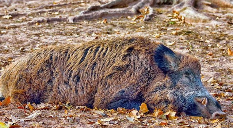 Detectan un caso de peste porcina africana en el norte de Italia