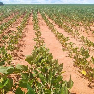 Do milho para soja: estiagem impacta nas lavouras e reduz 14,56% a produtividade em MS
