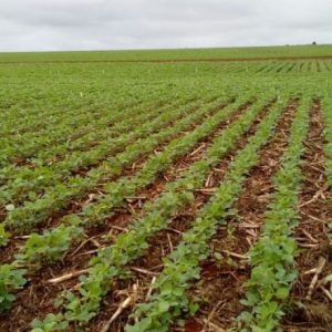 Região sul de MS ainda tem mais de 100 mil hectares de soja em boas condições