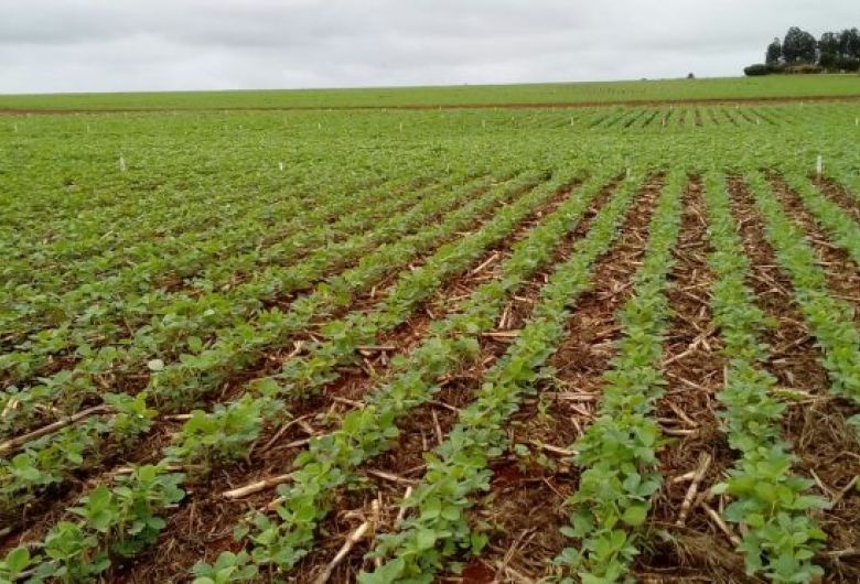 Região sul de MS ainda tem mais de 100 mil hectares de soja em boas condições