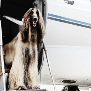 En jets privados de US$ 200.000, ricos sacan a sus mascotas de Hong Kong