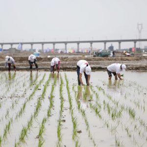 Avanza con éxito el plan de China para alimentar a 80 millones de personas con su “arroz de agua salada”￼￼