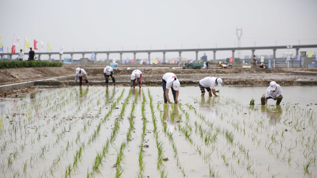 Avanza con éxito el plan de China para alimentar a 80 millones de personas con su “arroz de agua salada”￼￼