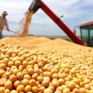 Estrepitosa caída de la cosecha de soja: transporte, industria y servicios sentirán el impacto￼