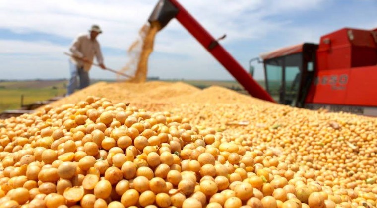Estrepitosa caída de la cosecha de soja: transporte, industria y servicios sentirán el impacto￼