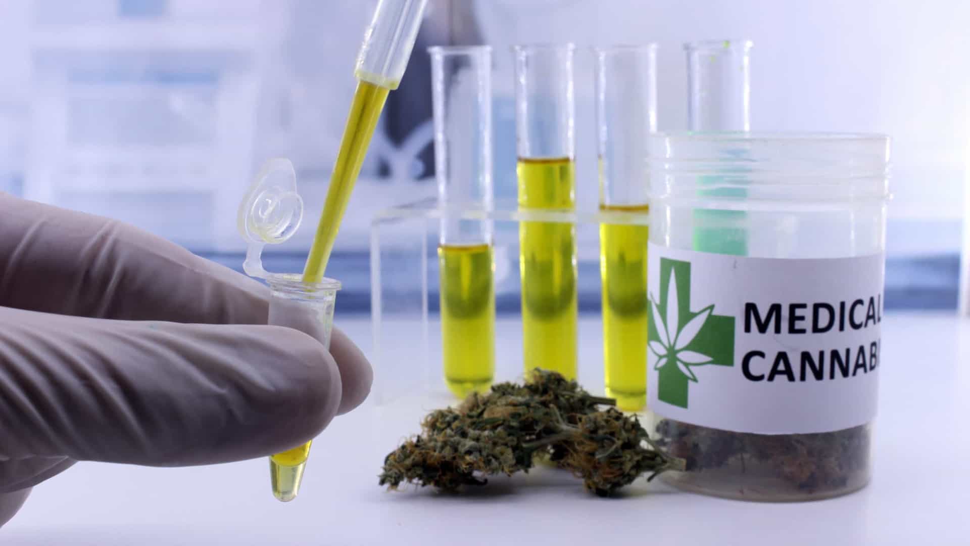 Remédios à base de cannabis avançam nas farmácias