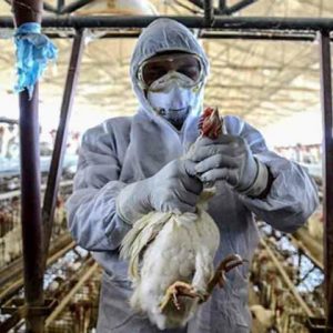 Francia sacrificará millones de animales por gripe aviar