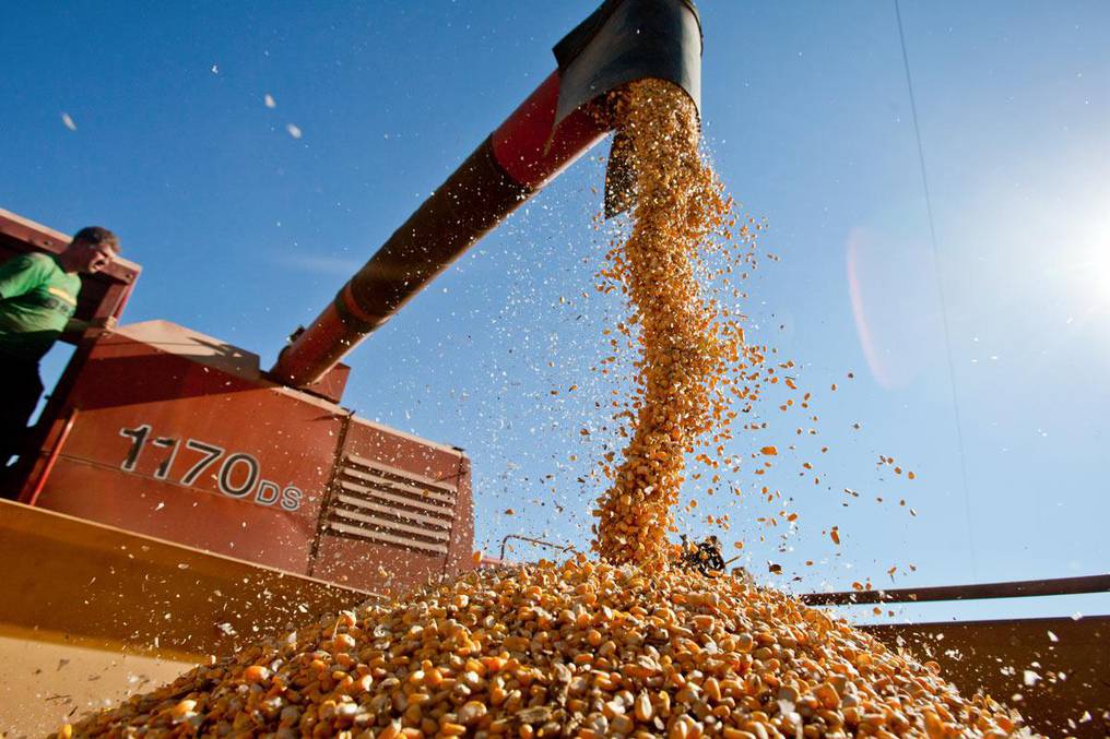 Capeco: se exportaron 83% menos de maíz por efecto del clima￼