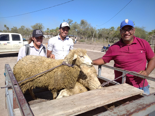 Cerca de 900 criadores ovinos serán capacitados para masificar la producción en el país￼