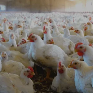Advierten sobre posible desabastecimiento de productos avícolas por cortes de ruta