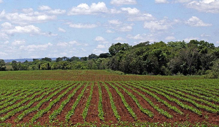 Presidente da Aprosoja diz que Brasil tem fertilizantes guardados para esta safra