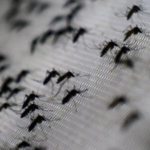 Temporada de lluvias amenaza incremento de casos de dengue