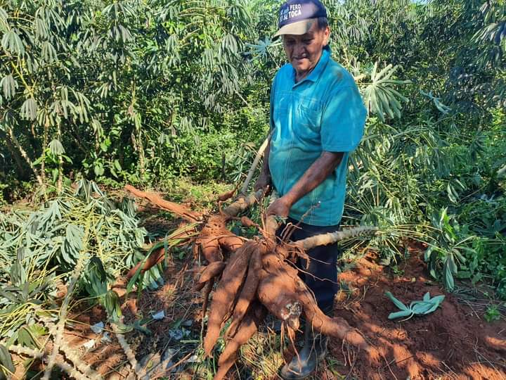 Pese a plagas, agricultor logra excelente producción de mandioca