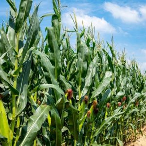 Produtores rurais de Dourados e região esperam recorde da safra do milho 2021/2022￼