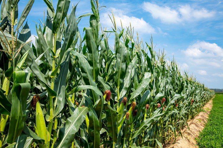 Produtores rurais de Dourados e região esperam recorde da safra do milho 2021/2022￼