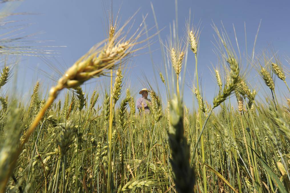 El “granero del mundo”, con Paraguay, en la mira por escasez mundial de trigo￼