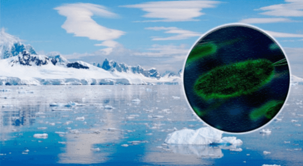 Identifican bacterias híper resistentes en la Antártida