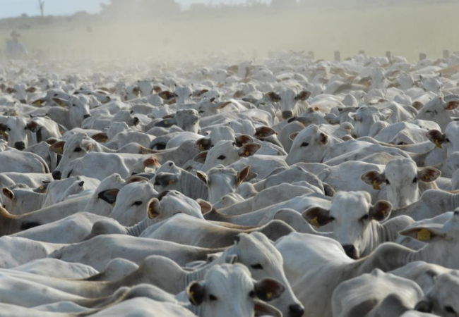 Fórum discute inovações para reduzir o metano na pecuária