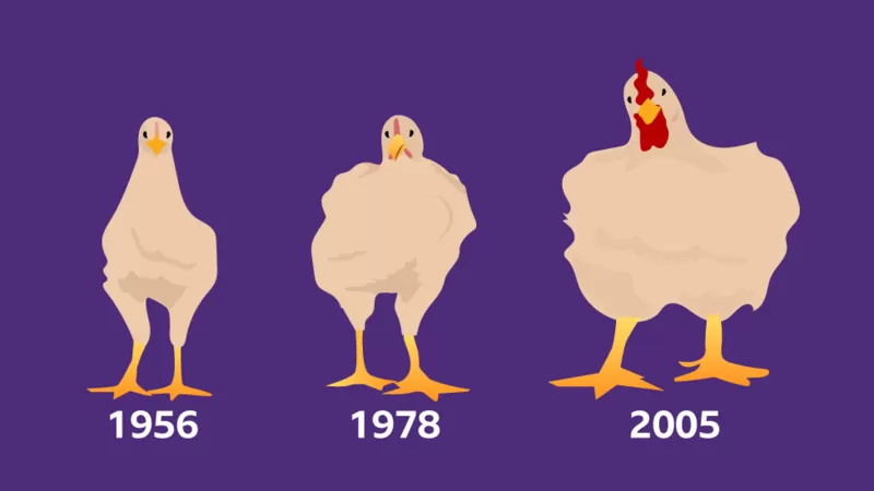 Como o frango que você come aumentou 5 vezes de tamanho em 50 anos