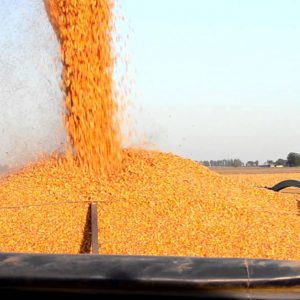 Informe del USDA: subas en los stocks mundial de soja y maíz