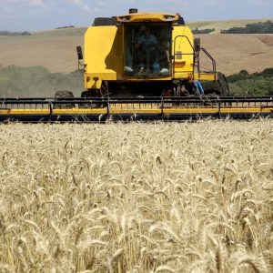Brasil tem potencial para suprir demanda global de trigo, diz Embrapa