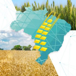 O futuro do trigo no Brasil