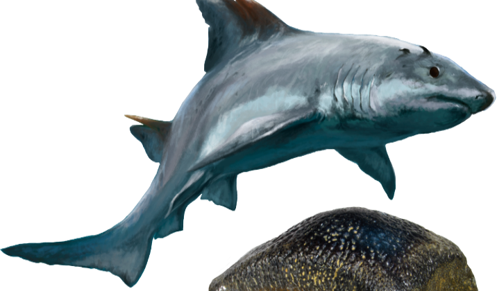 Colombia descubre especie de tiburón extinta hace millones de años