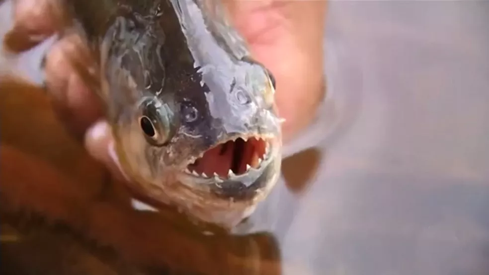 É possível ser devorado por piranhas, como Levi em ‘Pantanal’? Pesquisador explica e relaciona ataques com clima￼