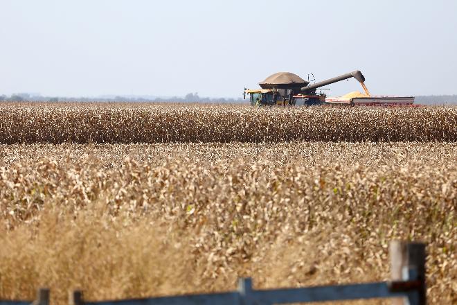 Queda no preço do milho não desanima o produtor de Mato Grosso do Sul