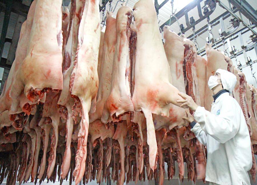 Exportaciones porcinas se derrumban al cierre de junio￼