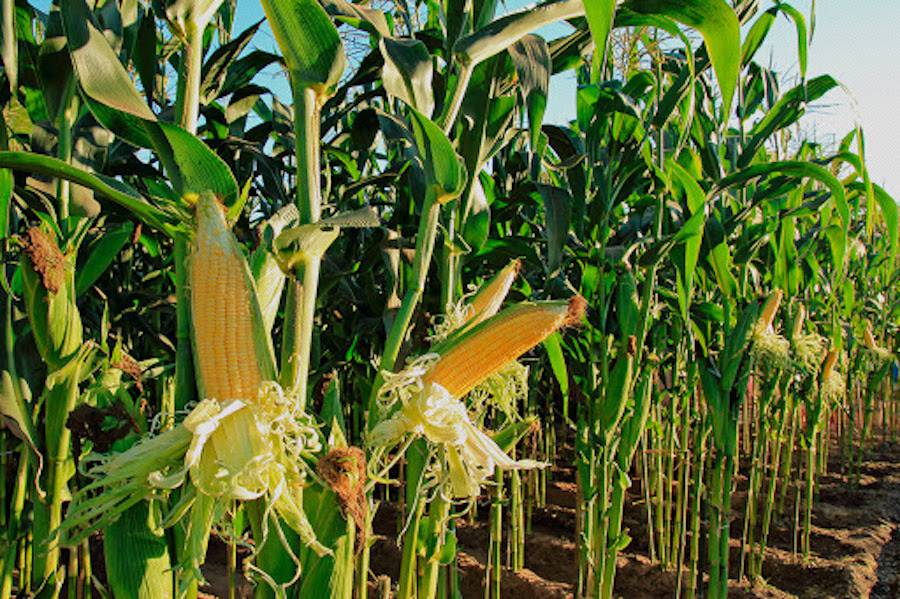 Proyectan producción récord de maíz zafriña