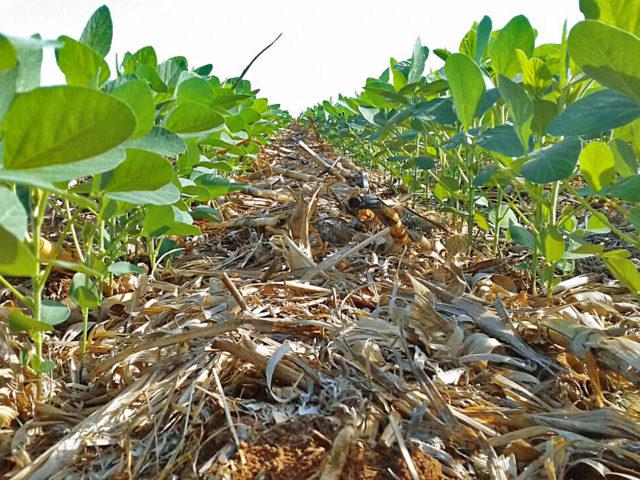 Novo fertilizante fosfatado aumenta a produtividade da soja