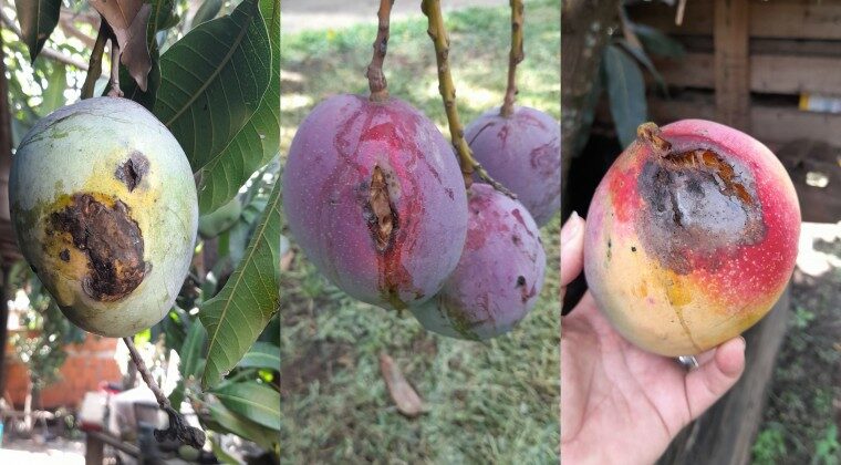 Por segundo año consecutivo extraña enfermedad afecta a las frutas de mango
