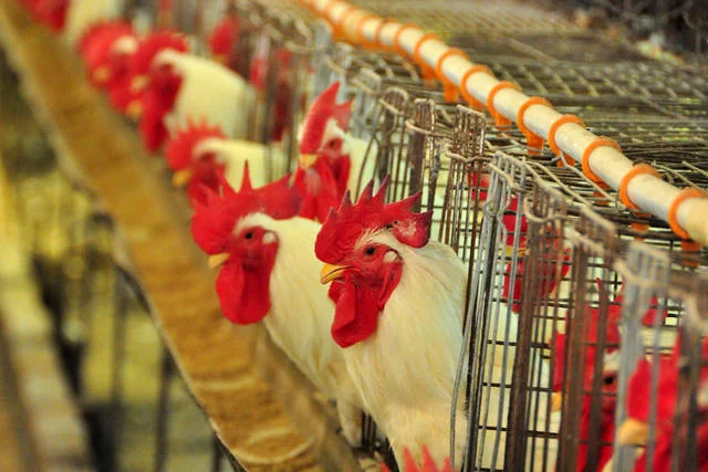 Peru e Equador declaram emergência após surtos de gripe aviária