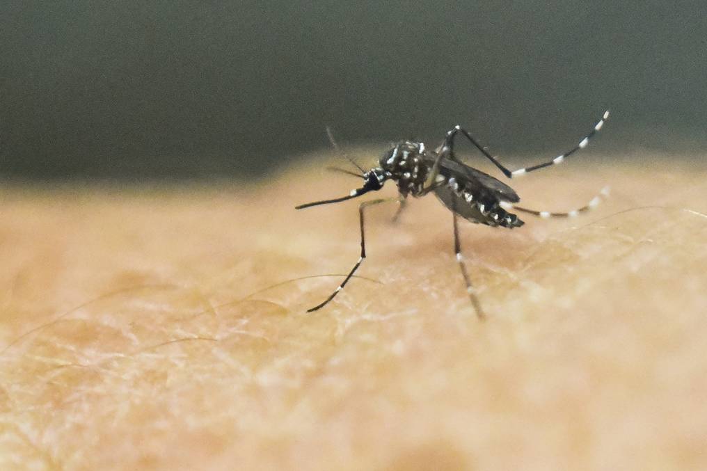 Alertan sobre brote de chikungunya: hay 479 casos confirmados