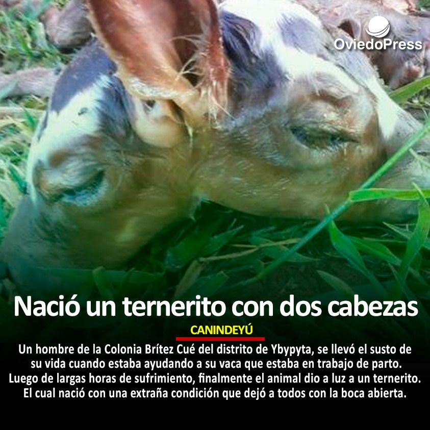 Canindeyú: Nació un ternerito con dos cabezas