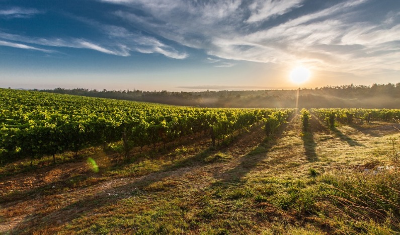 Viñedos españoles utilizan paneles solares para proteger las uvas de vino.