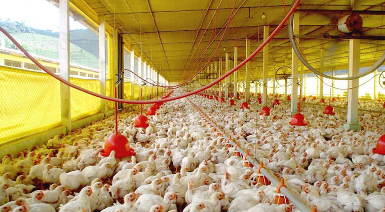 Senacsa pide estar en alerta ante inminente ingreso de gripe aviar al país