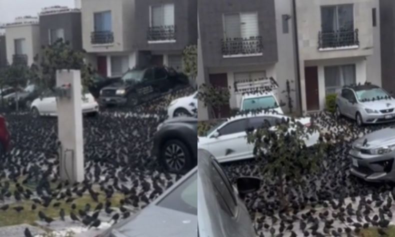 Pássaros tomam conta de rua no México e assustam moradores: ‘Será o fim do mundo?’
