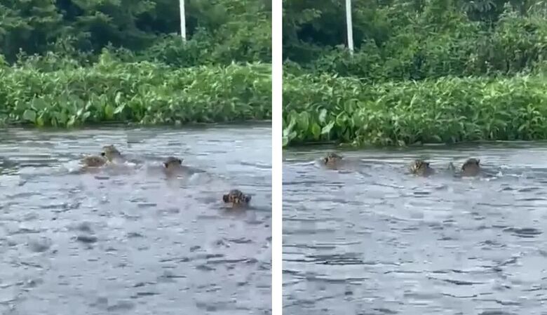 Nadando com as amigas: grupo de onças é visto no Rio Paraguai