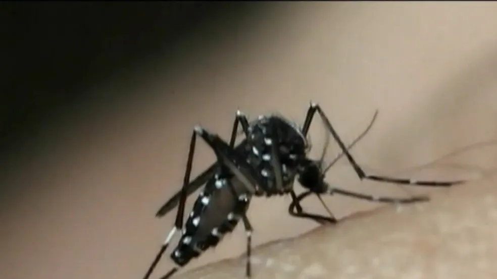 Você é um ‘ímã de mosquito’? Saiba por que algumas pessoas parecem mais ‘apetitosas’ para o inseto