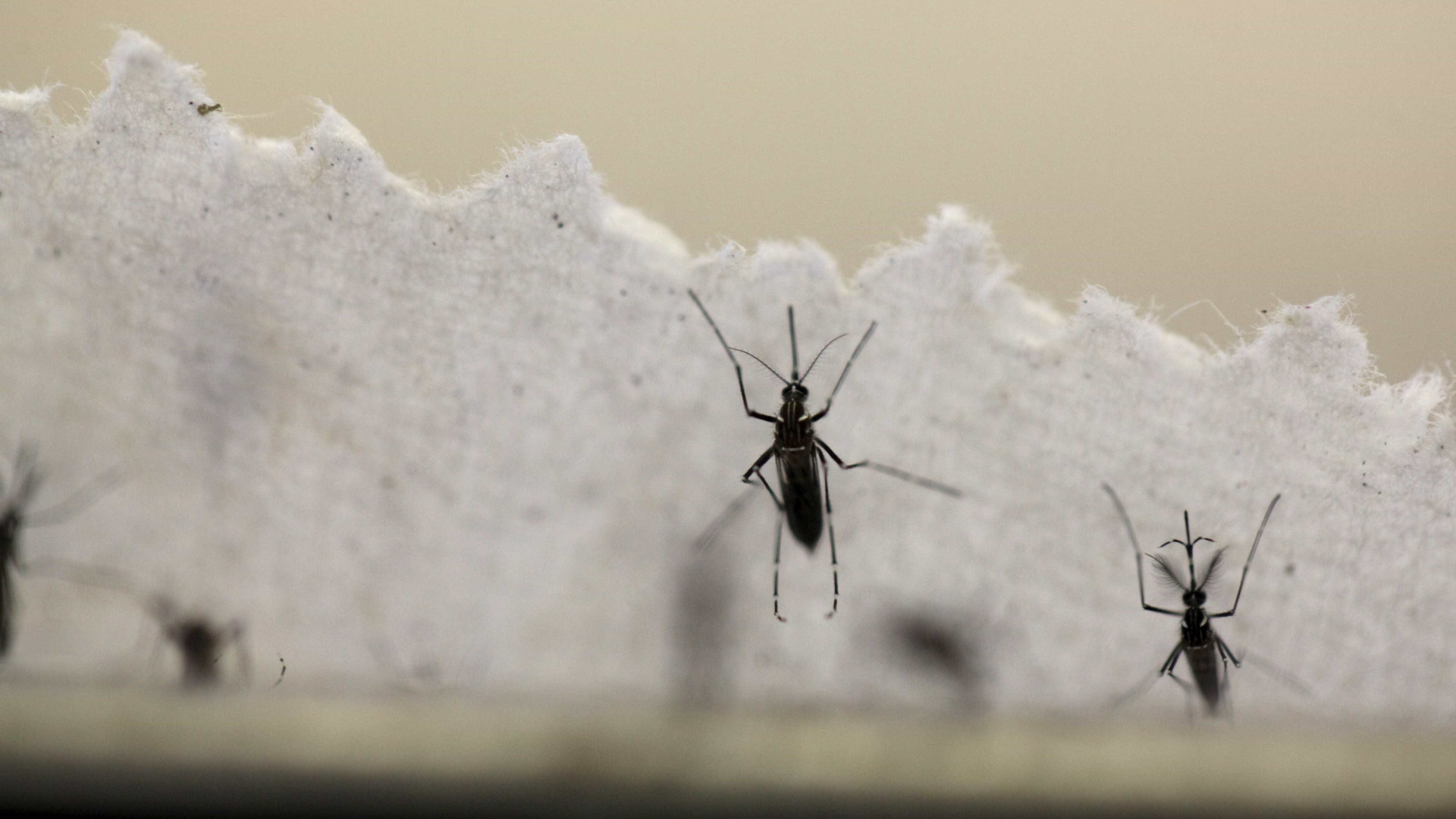 Falta inseticida para combater o mosquito da dengue, zika e chikungunya