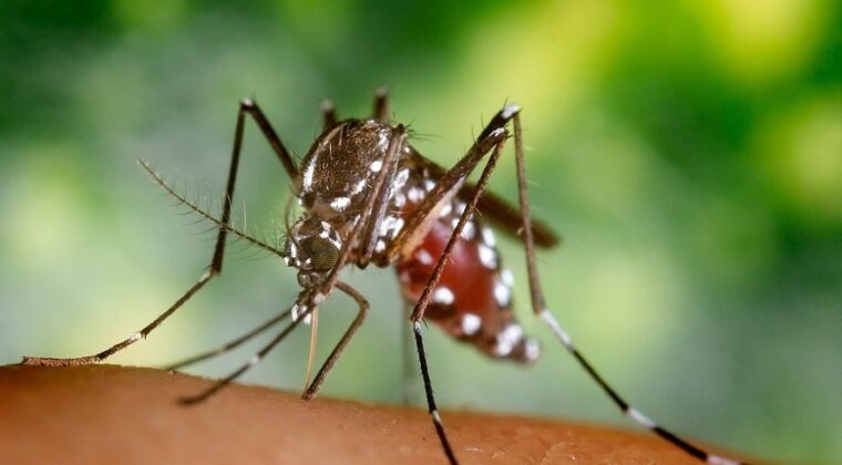 ¿Puedo tener dengue sin notarlo?: Qué implican los casos asintomáticos