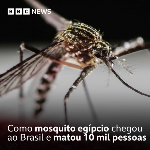 Como mosquito egípcio chegou ao Brasil e matou 10 mil pessoas