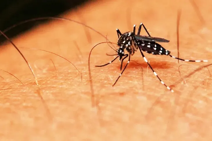 Salud reporta 217 muertes por chikungunya y reitera descenso “importante” de casos